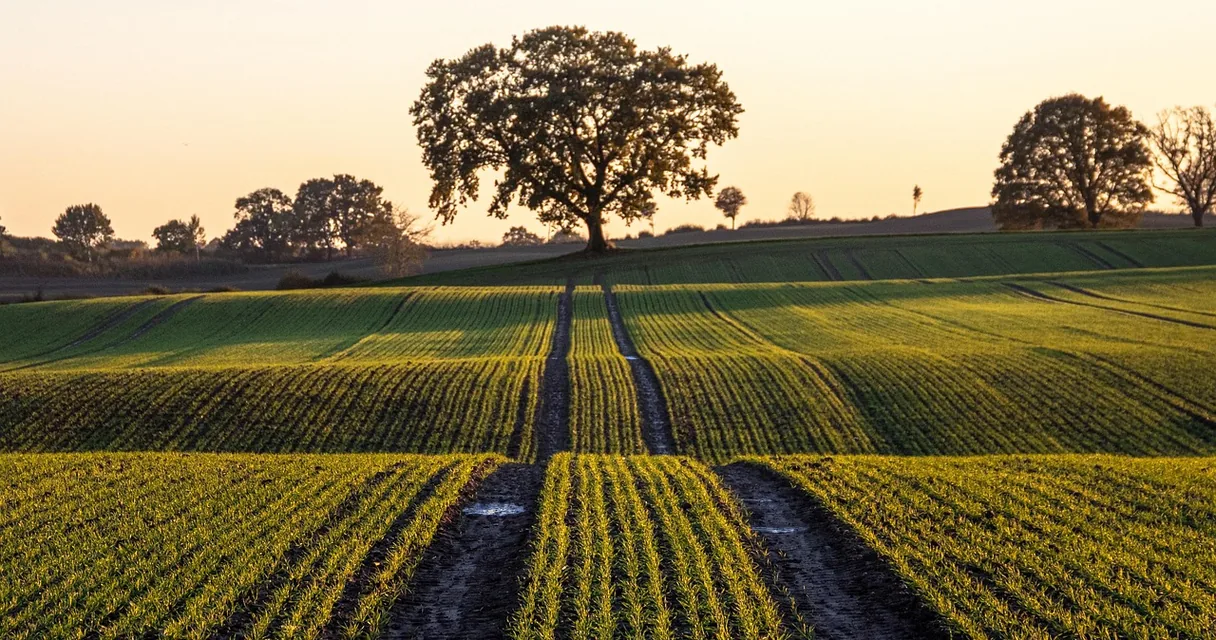 Lavoura em fileiras com marcas de trator e árvores no horizonte ao entardecer