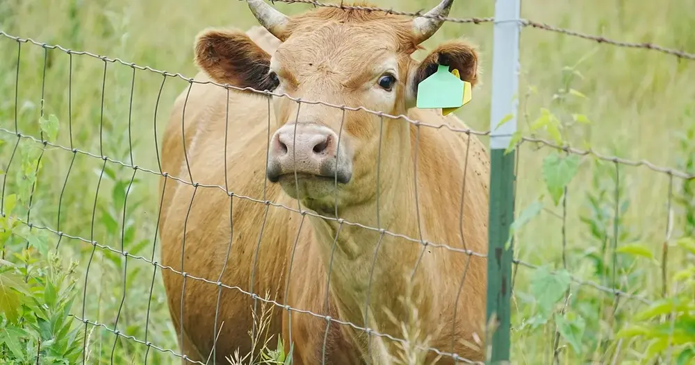 parceria rural ou arrendamento